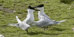 Image of Sandwich Tern