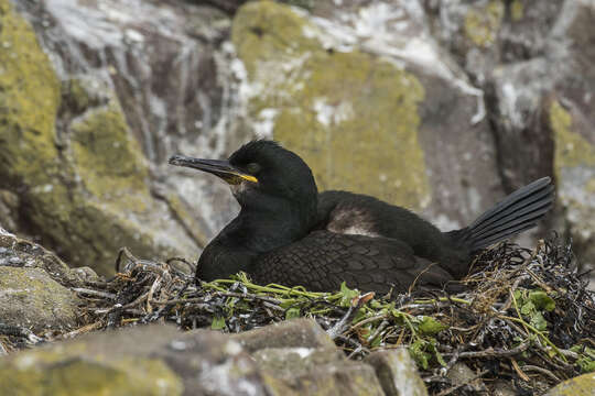 Image of European Shag