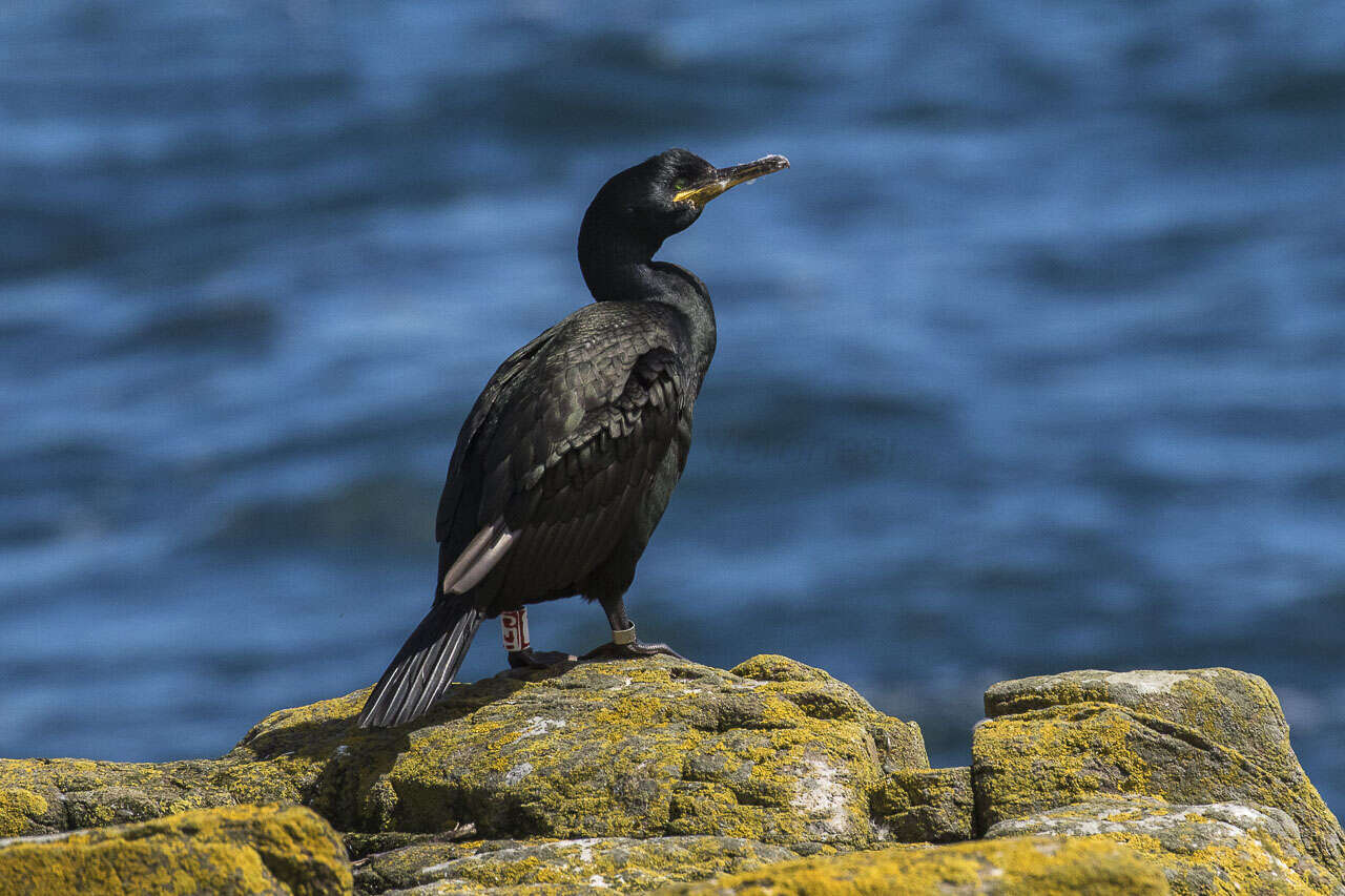 Image of European Shag