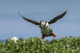 Image of Puffin