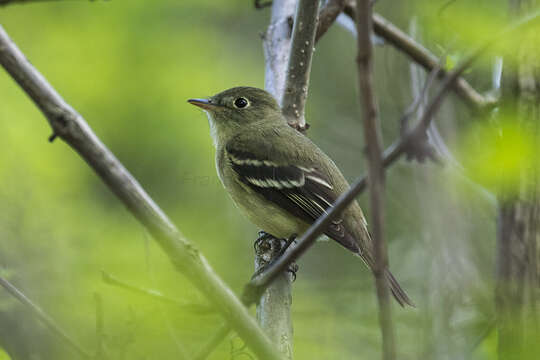 Image of Least Flycatcher