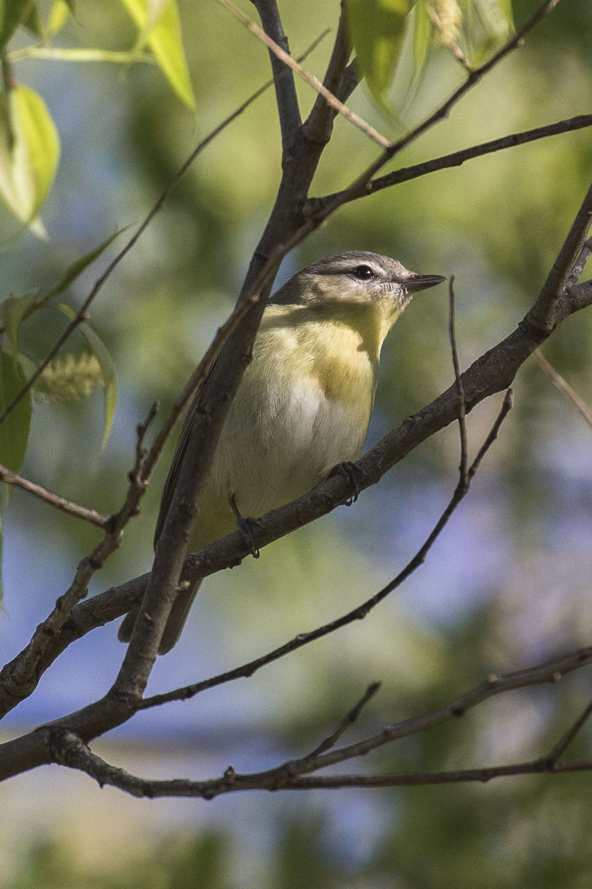 Слика од Vireo philadelphicus (Cassin 1851)