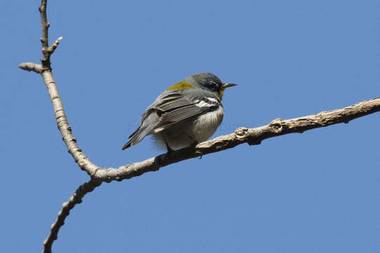 Image of Northern Parula