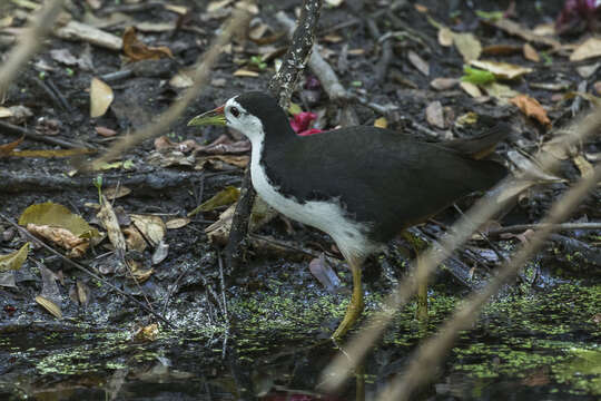 Image of White-breasted Waterhen