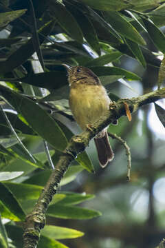 Image of Javan Fulvetta