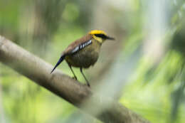 Image of Javan Banded Pitta