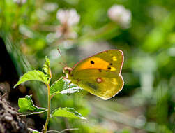 Image of clouded yellow