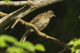 Image of Olive-winged Bulbul