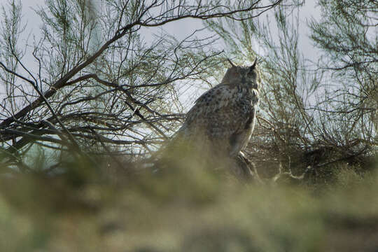 Image of Eurasian Eagle Owl