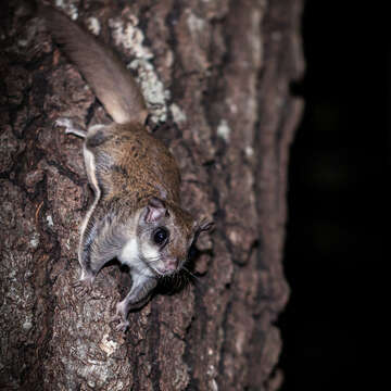 Image of Mexican Flying Squirrel