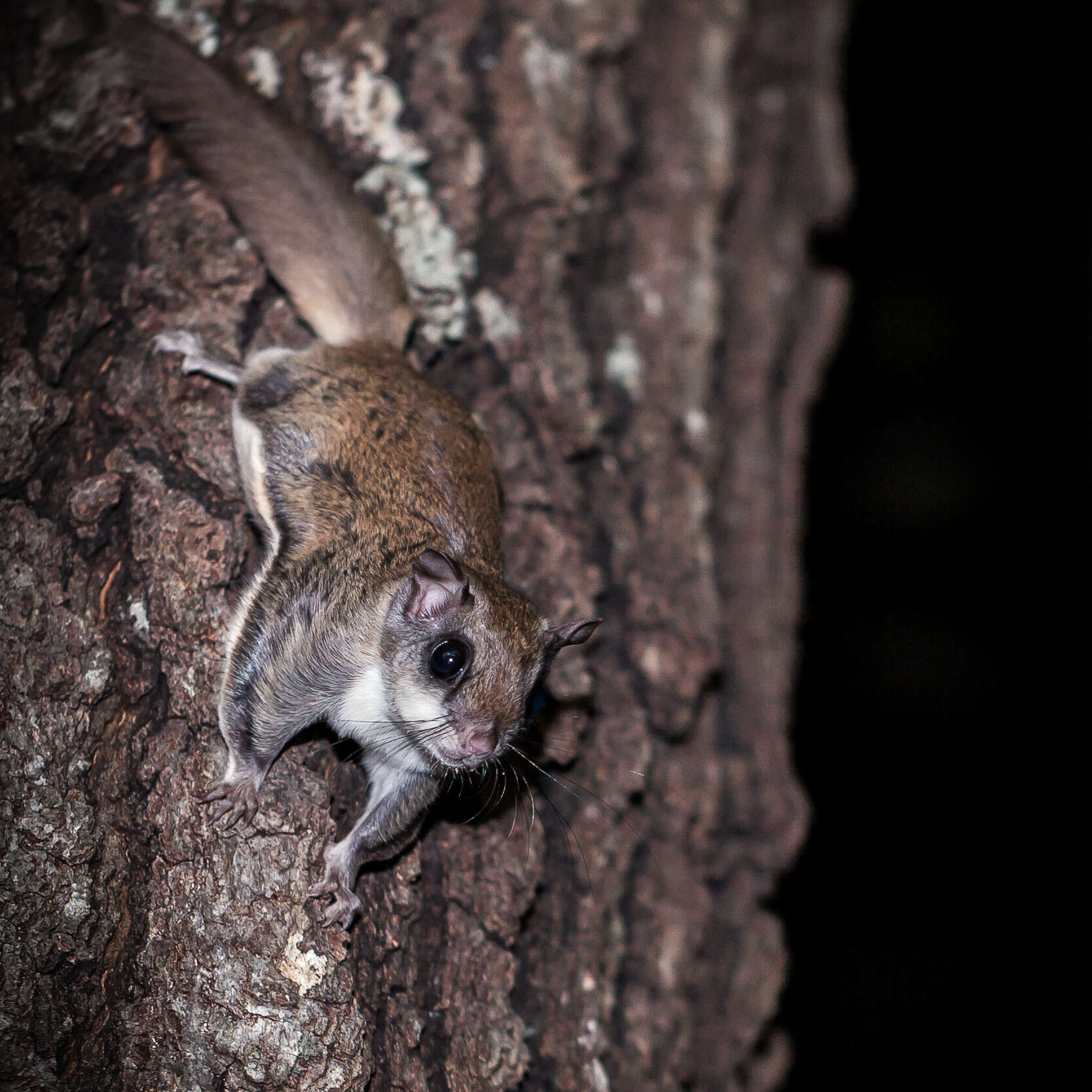 Image of Mexican Flying Squirrel