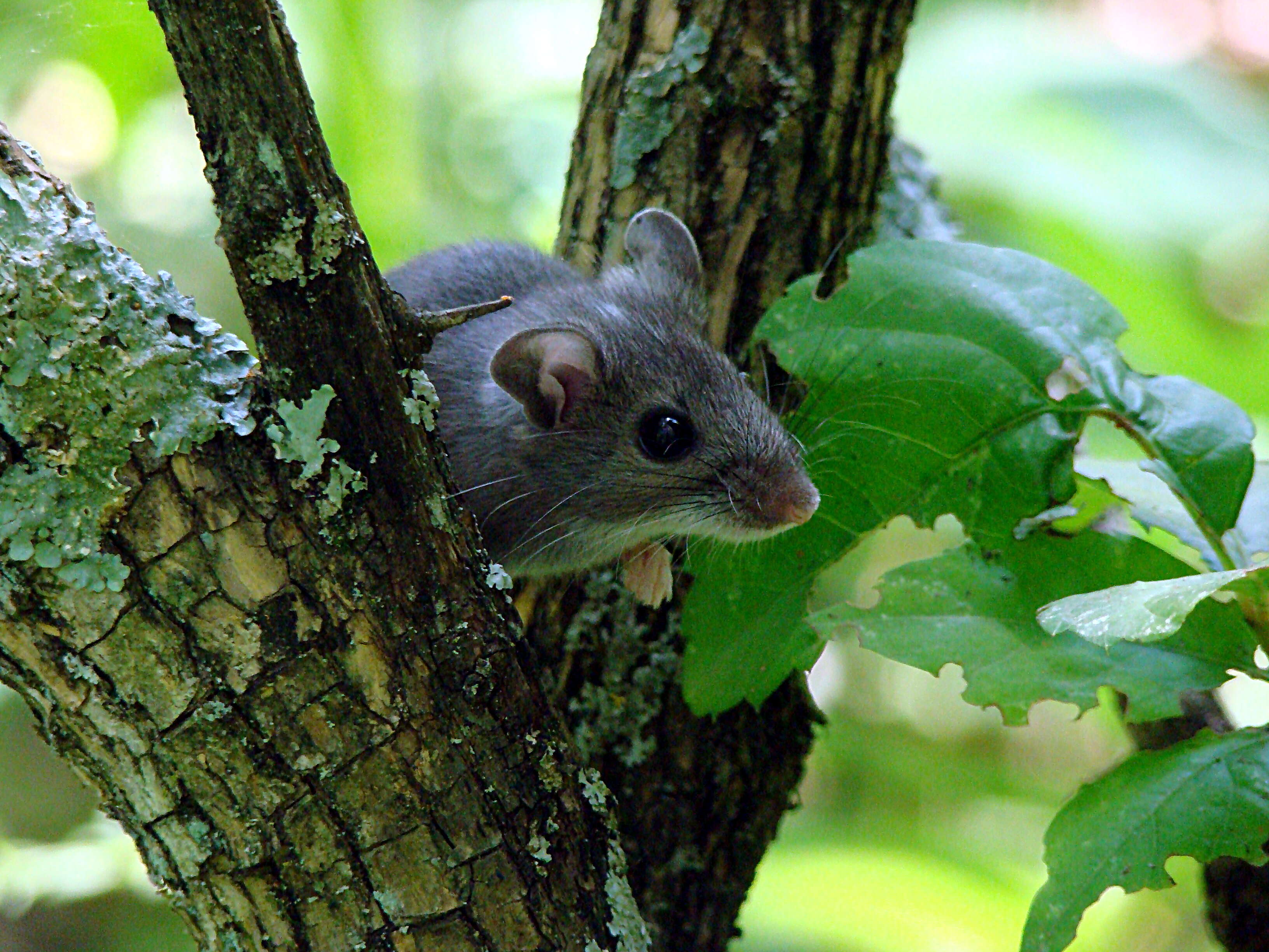 Image of Deer Mouse