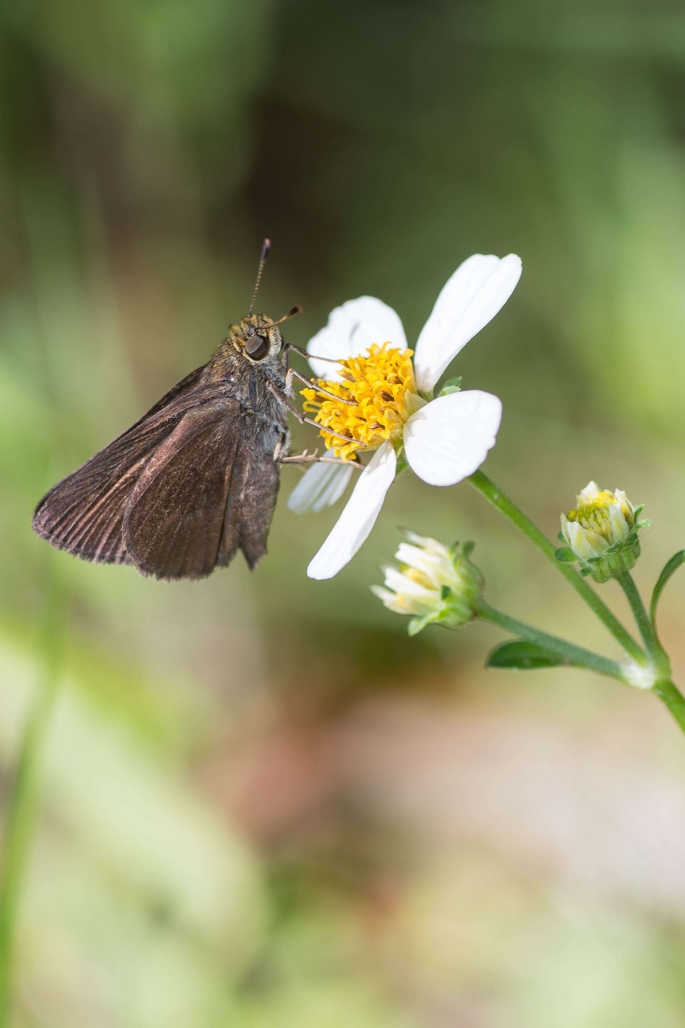 Image of Dun Sedge Skipper