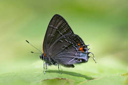 Image of Banded Hairstreak