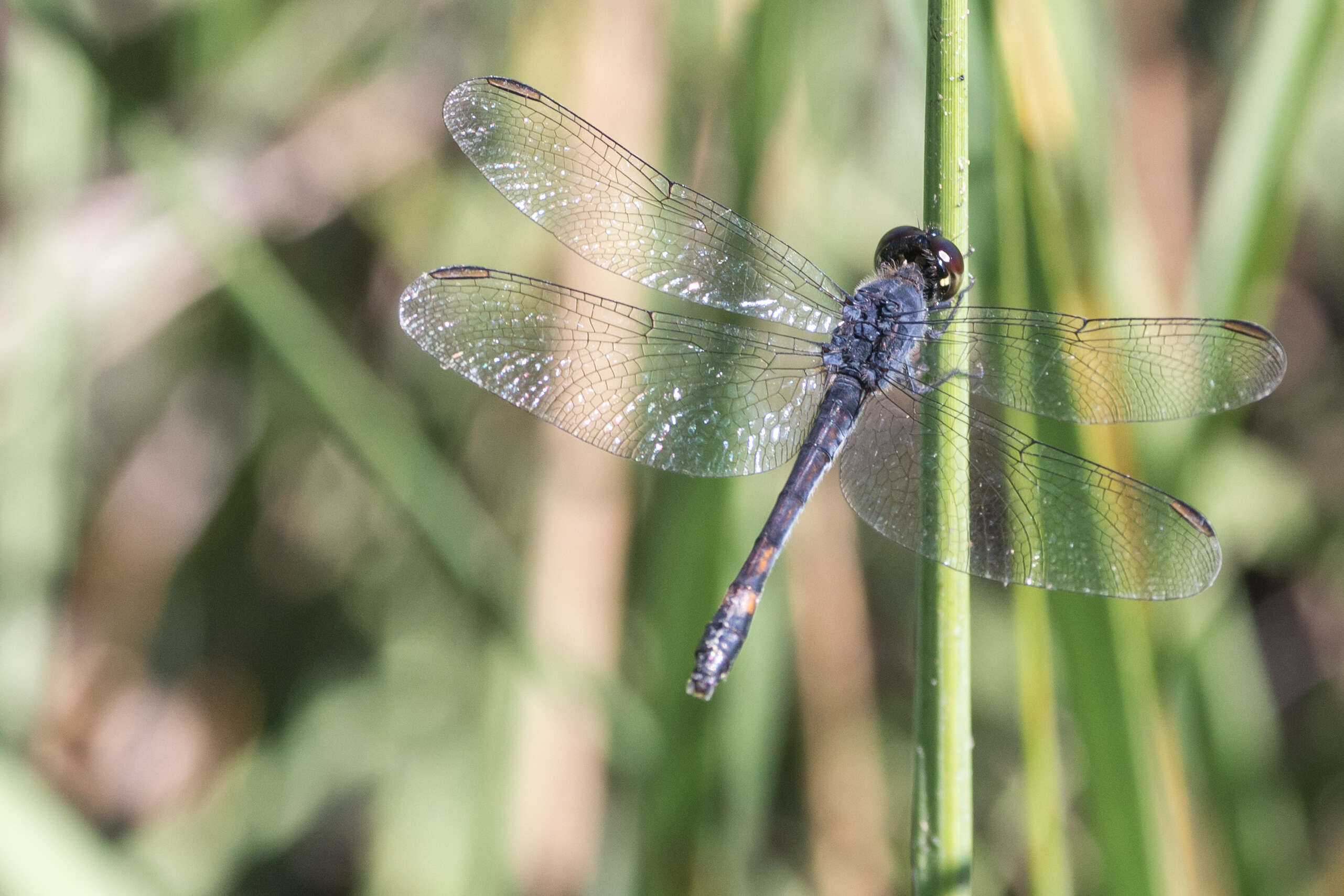 Image of Seaside Dragonlet