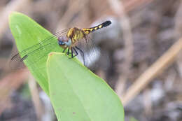 Image of Little Blue Dragonlet