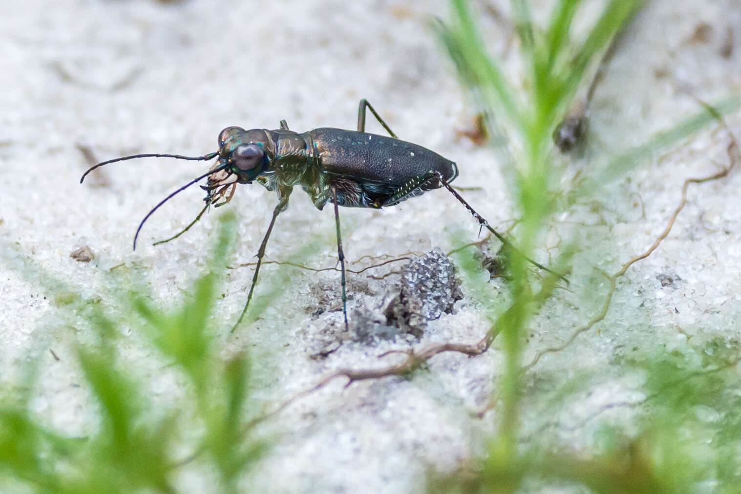 Image of Backroad tiger beetle