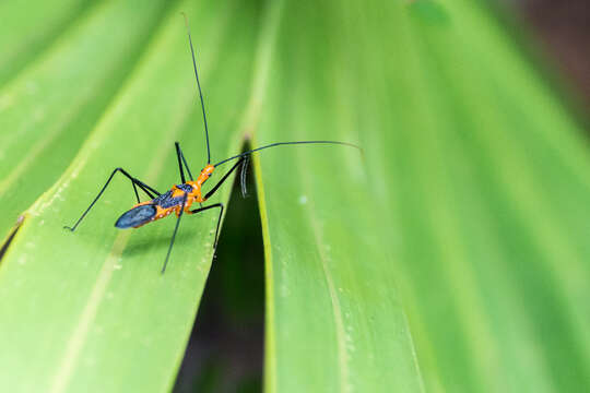 Image of Milkweed Assassin Bug