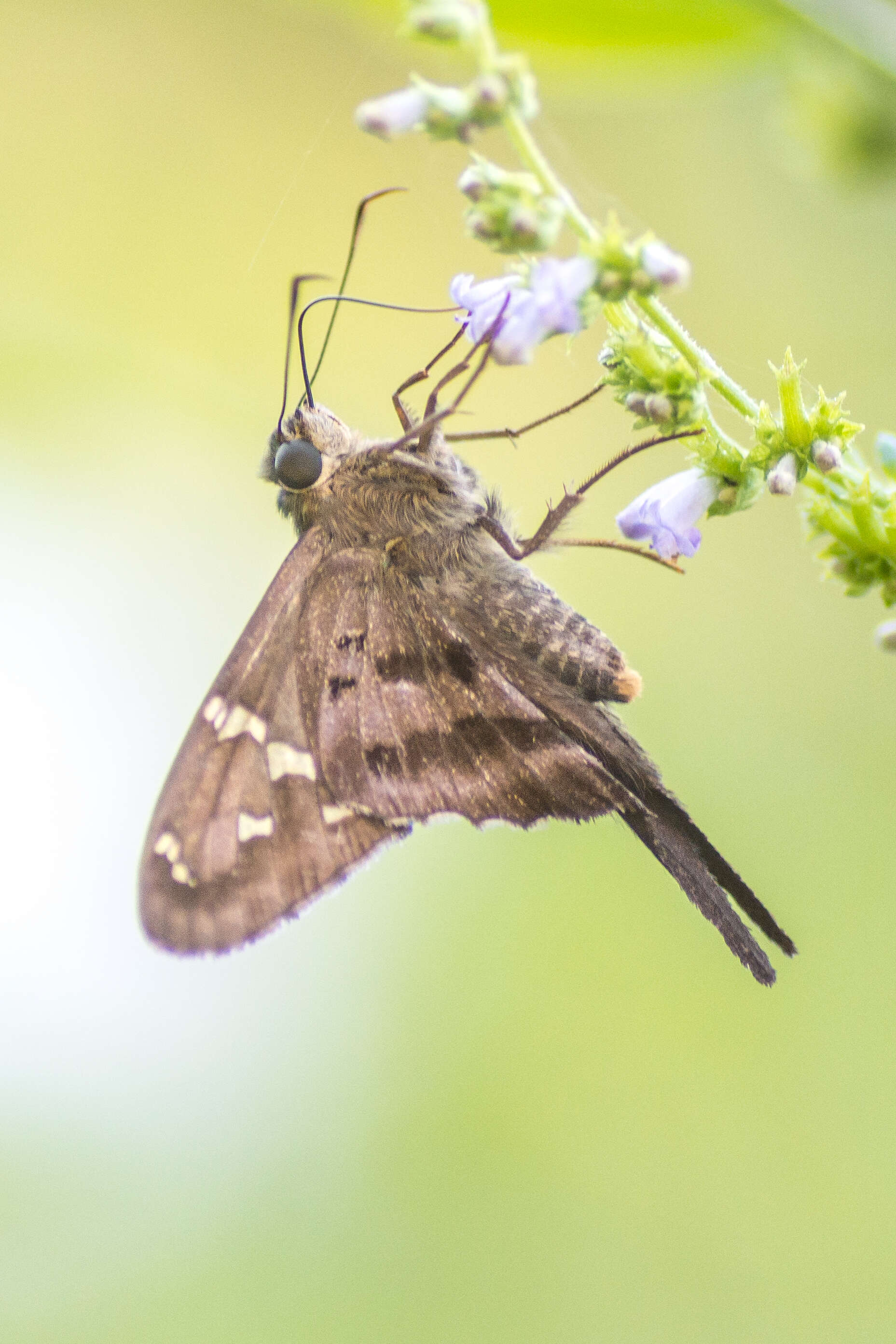 Image of Long-tailed Skipper