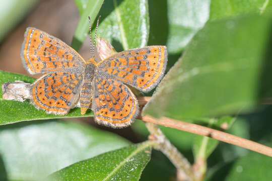 Image of Little Metalmark