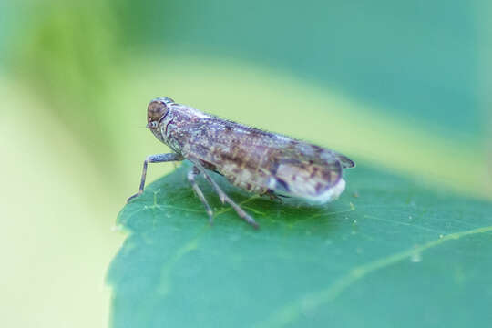 Image of cixiid planthoppers