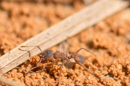 Image of Northern Fungus Farming Ant