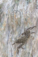 Image of Squareback Marsh Crab