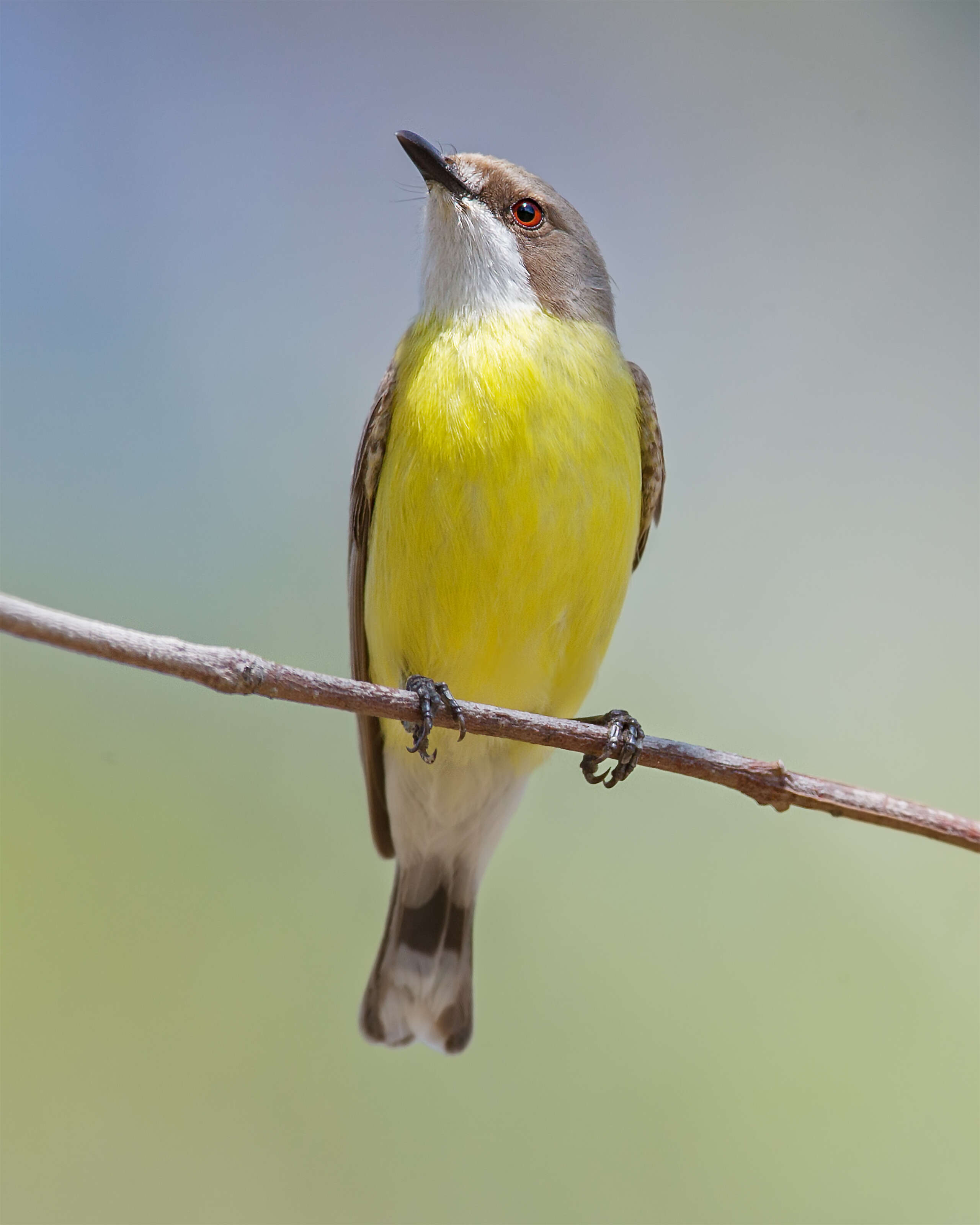 Image of White-throated Gerygone