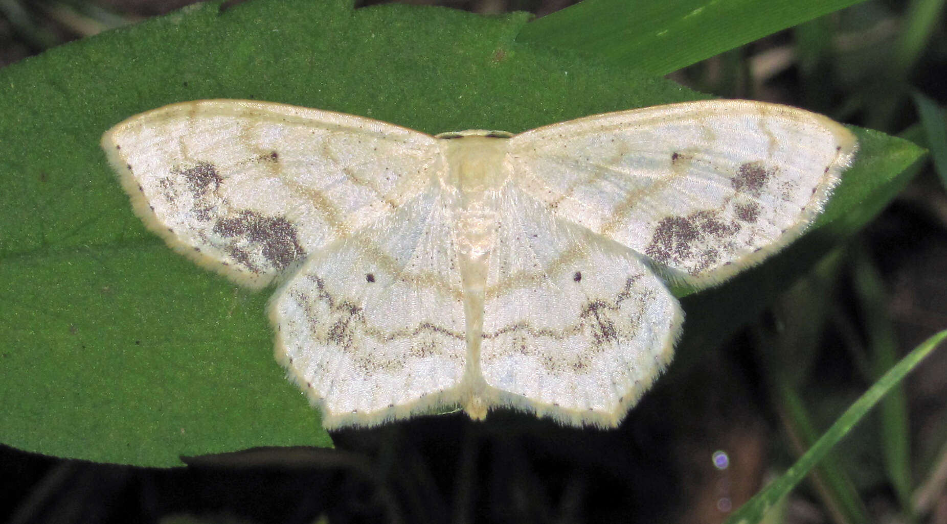 Image of Large Lace-border