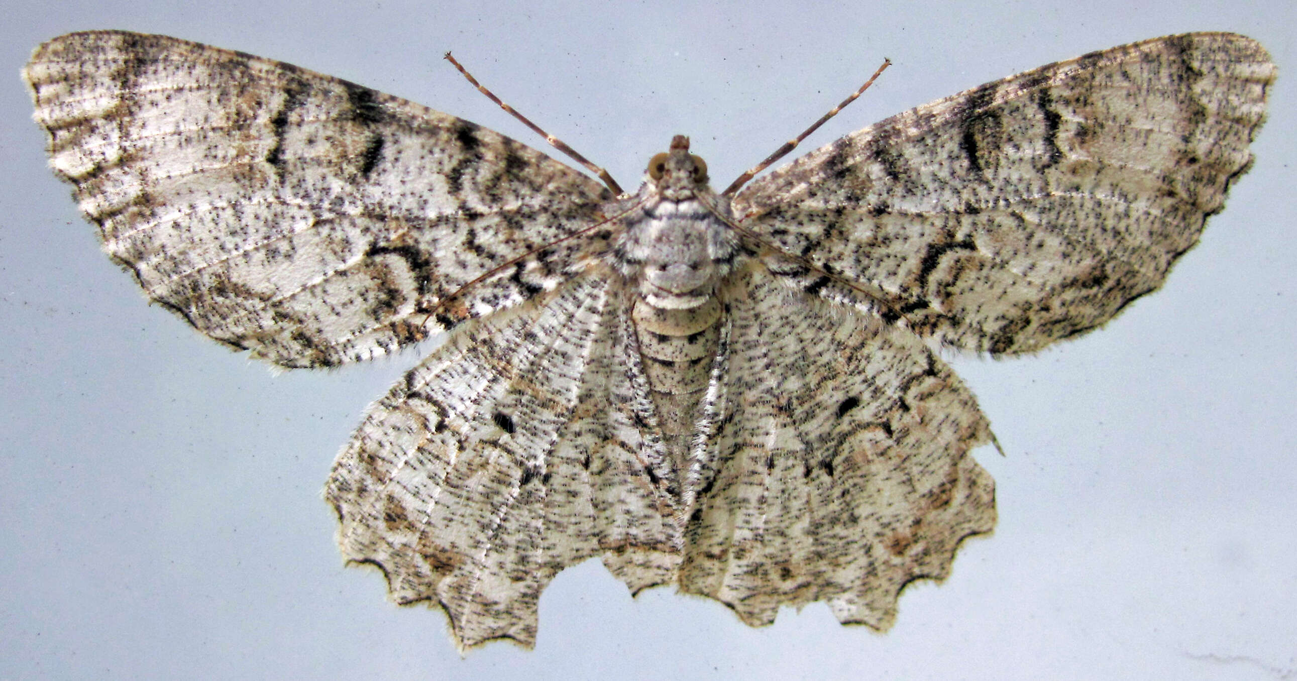 Image of Epimecis hortaria