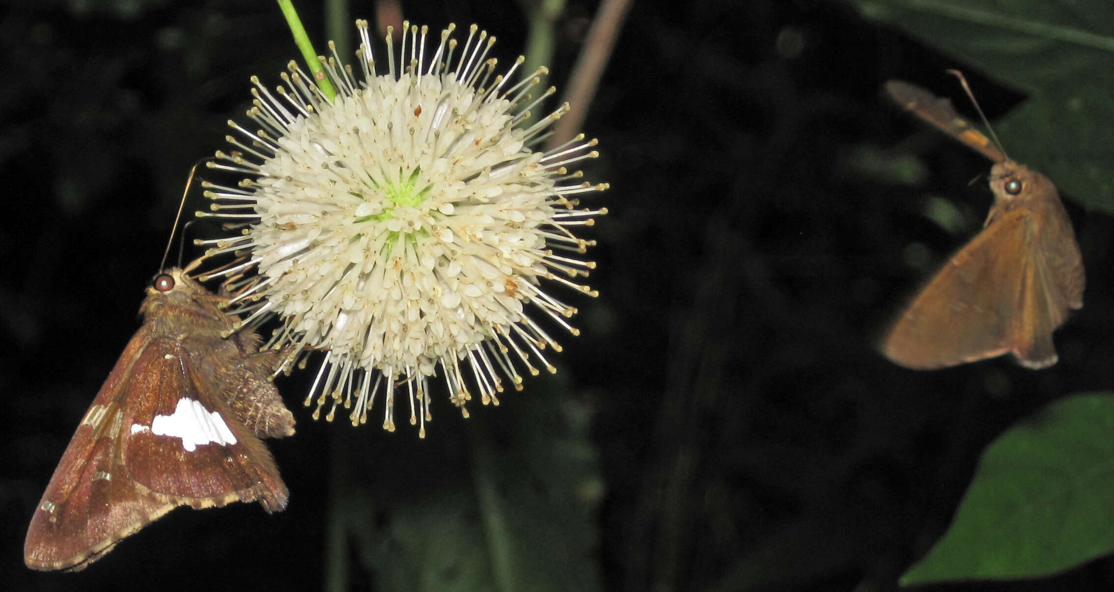 Image of Silver-spotted Skipper