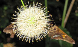 Image of Silver-spotted Skipper