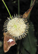 Image of Silver-spotted Skipper