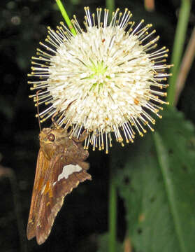 Image of Silver-spotted Skipper