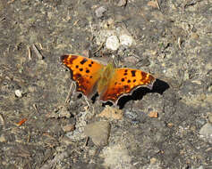 Image of Eastern Comma