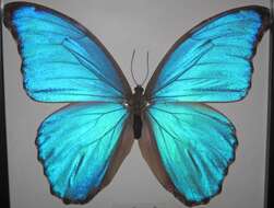 Imagem de Morpho menelaus Linnaeus 1758