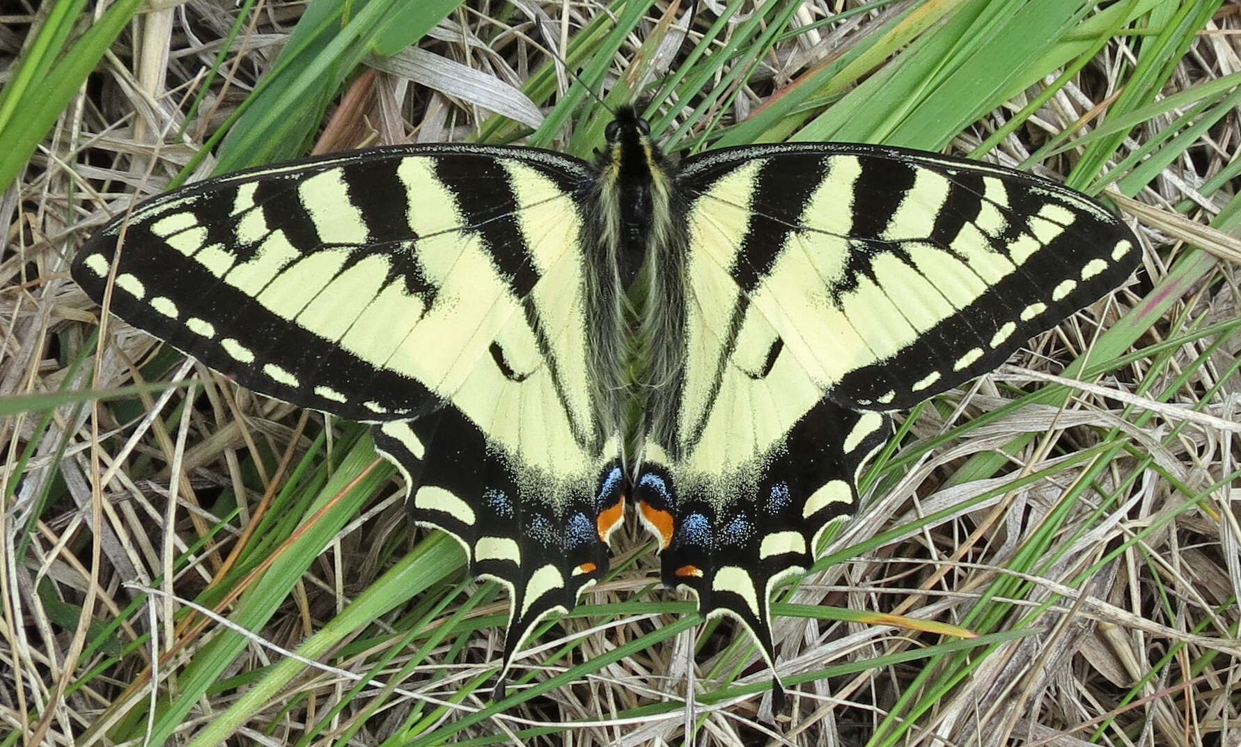 Image of Eastern Tiger Swallowtail