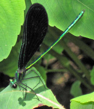 Image of Ebony Jewelwing