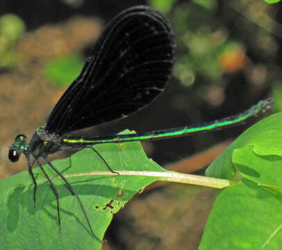 Image of Ebony Jewelwing