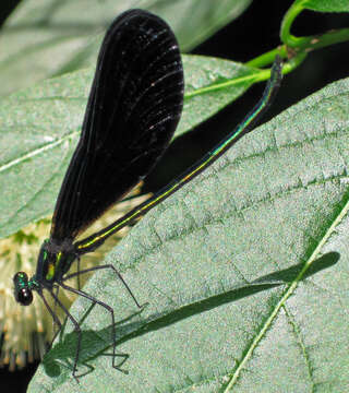 Image of Ebony Jewelwing