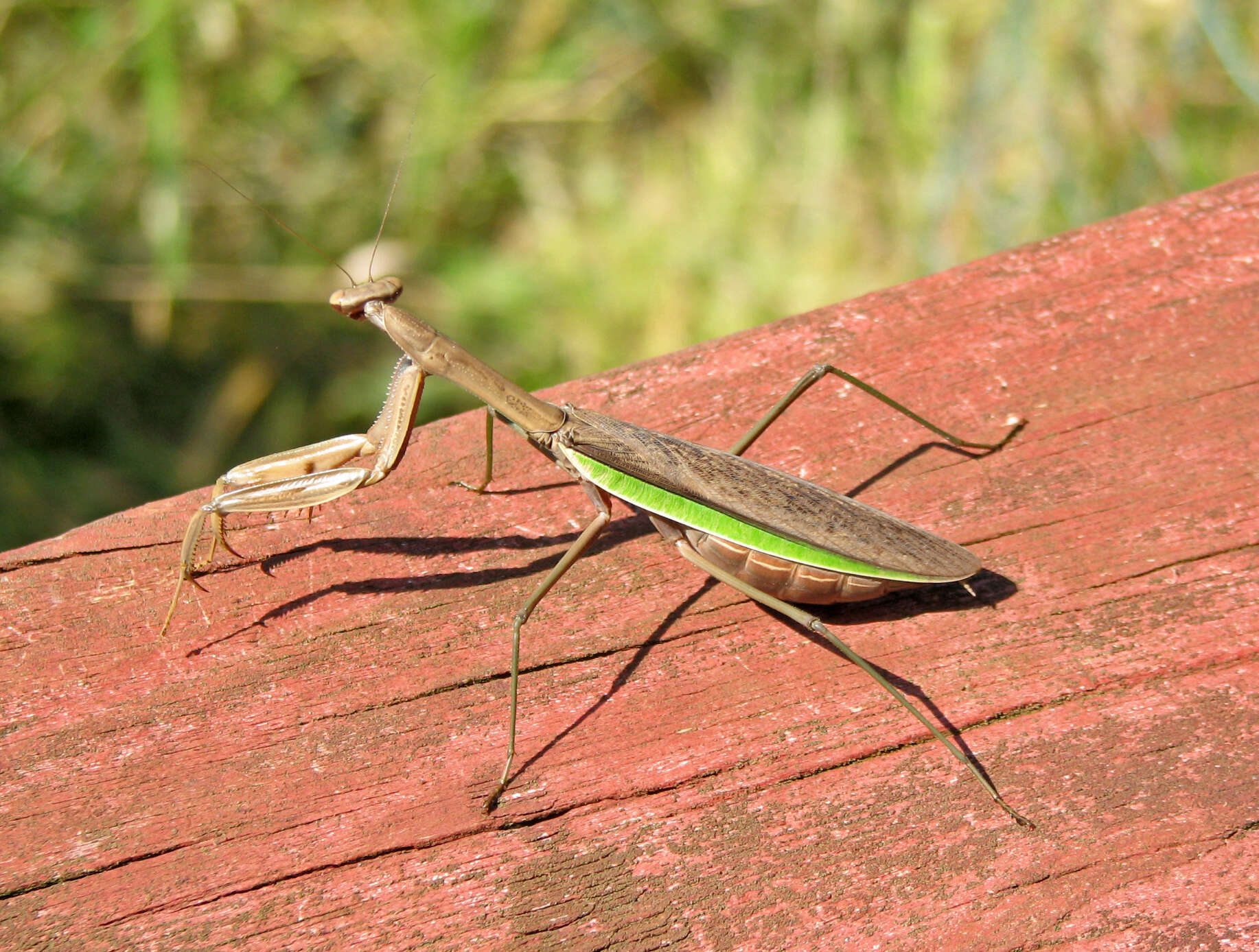 Image of Chinese mantis