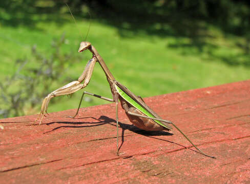 Image of Chinese mantis