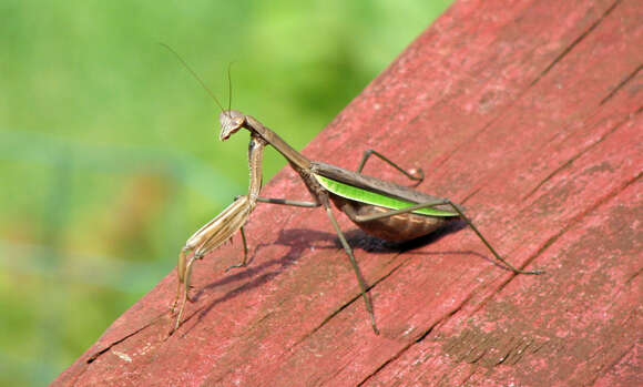 Image of Chinese mantis