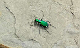 Image of Six Spotted Tiger Beetle