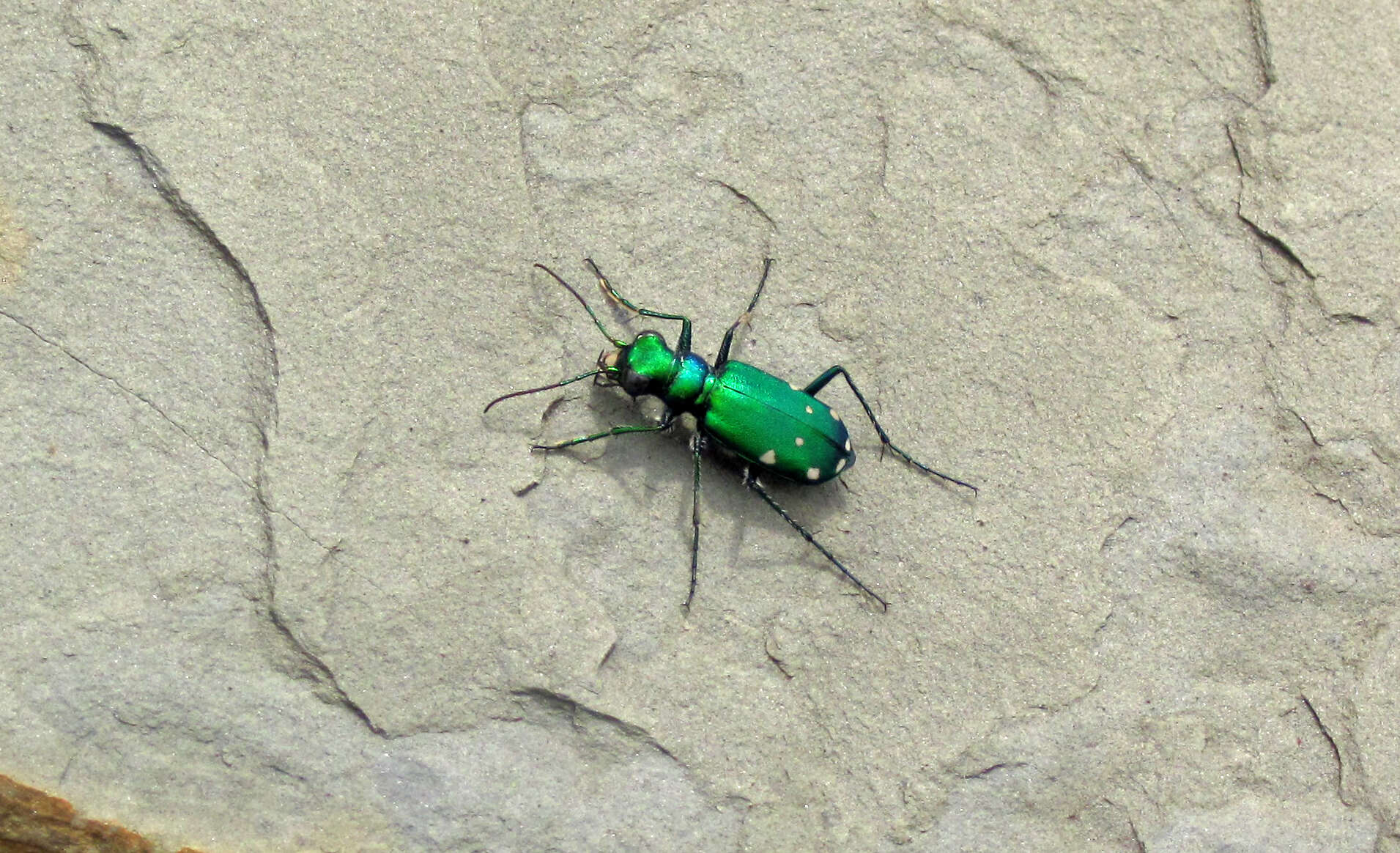 Image of Six Spotted Tiger Beetle