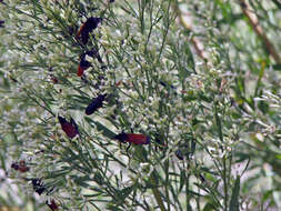 Image of Tarantula Hawks