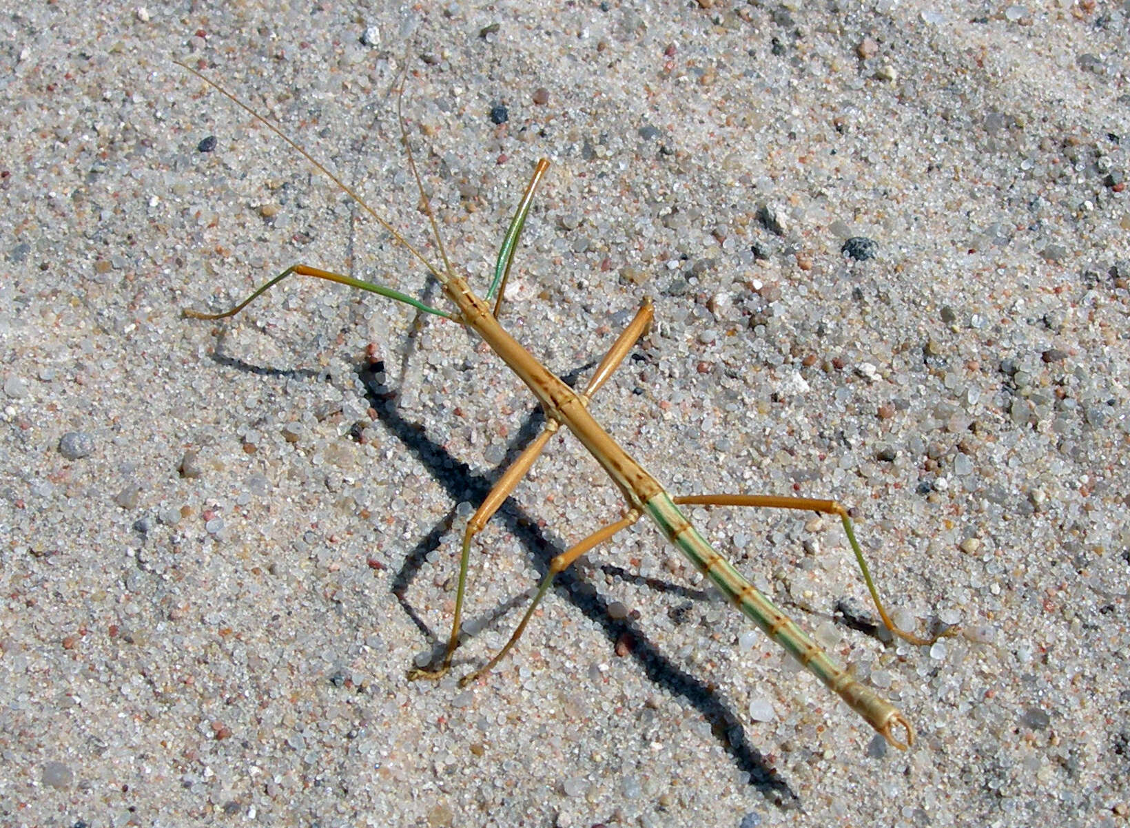 Image of Prairie Walkingstick