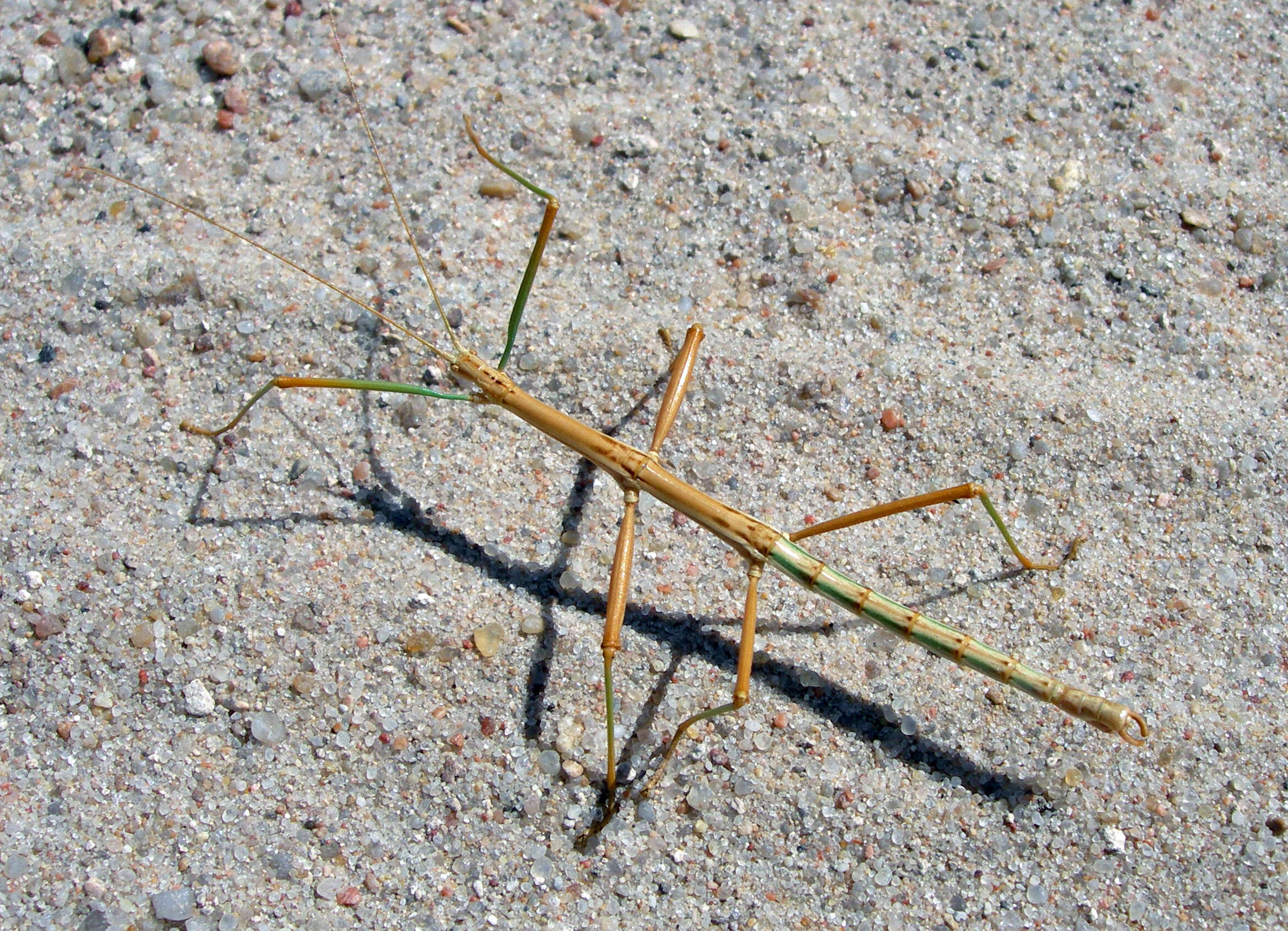 Image of Prairie Walkingstick