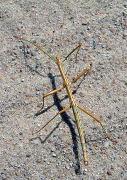 Image of Prairie Walkingstick