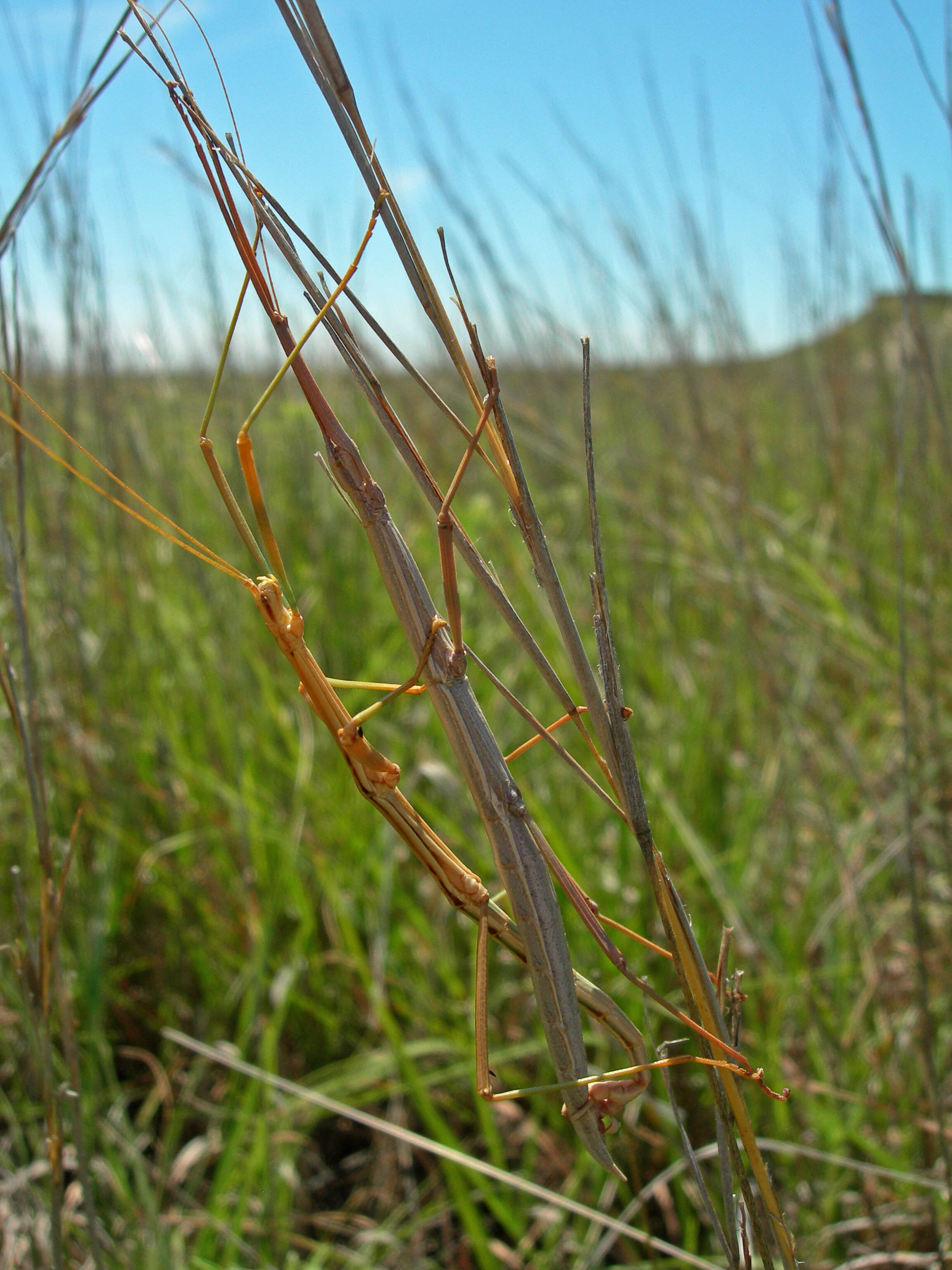 Image of Prairie Walkingstick